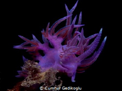 Flabellina affinis by Cumhur Gedikoglu 